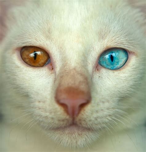 different cat eyes